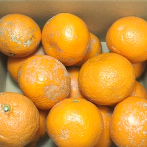 訳あり【農薬不使用】無農薬有田みかん『関東・甲信越・九州』地域向け