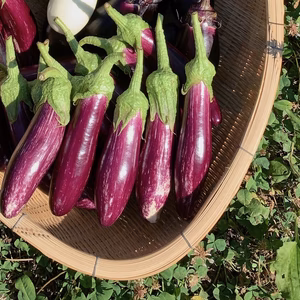 自然栽培 ギリシャの固定種ナス「ツァコニキ」【栽培期間中農薬・化学肥料不使用】