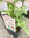 【比べて楽しむ　ミントの苗　7種類】