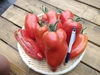 ■ニセコ産■ハウス有機栽培加工トマトcornabel　１kg〜