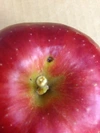 りんごの季節の到来を告げるのは「ジョナゴールド」だ！【予約出品】【訳あり品】
