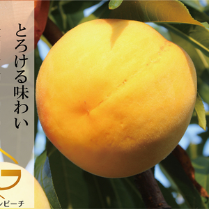 特別価格　マンゴーのように、とろける味わい。ゴールデンピーチ2キロ