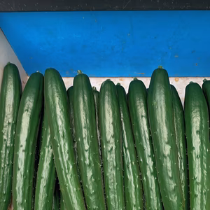 クール便！新鮮朝採り真っ直ぐきゅうり2kg20本つやつや美味しい