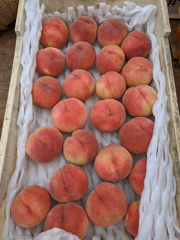 旬の桃 朝どり定期便 7月 8月 9月 品種おまかせ【常温発送】