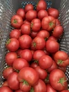 【トマトジュース専門農家】送料無料トマトジュース180ml×5本