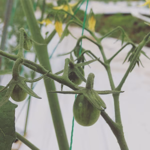 きおらさん専用野菜セット