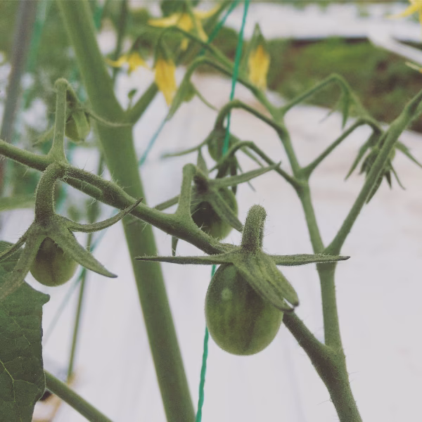 きおらさん専用野菜セット