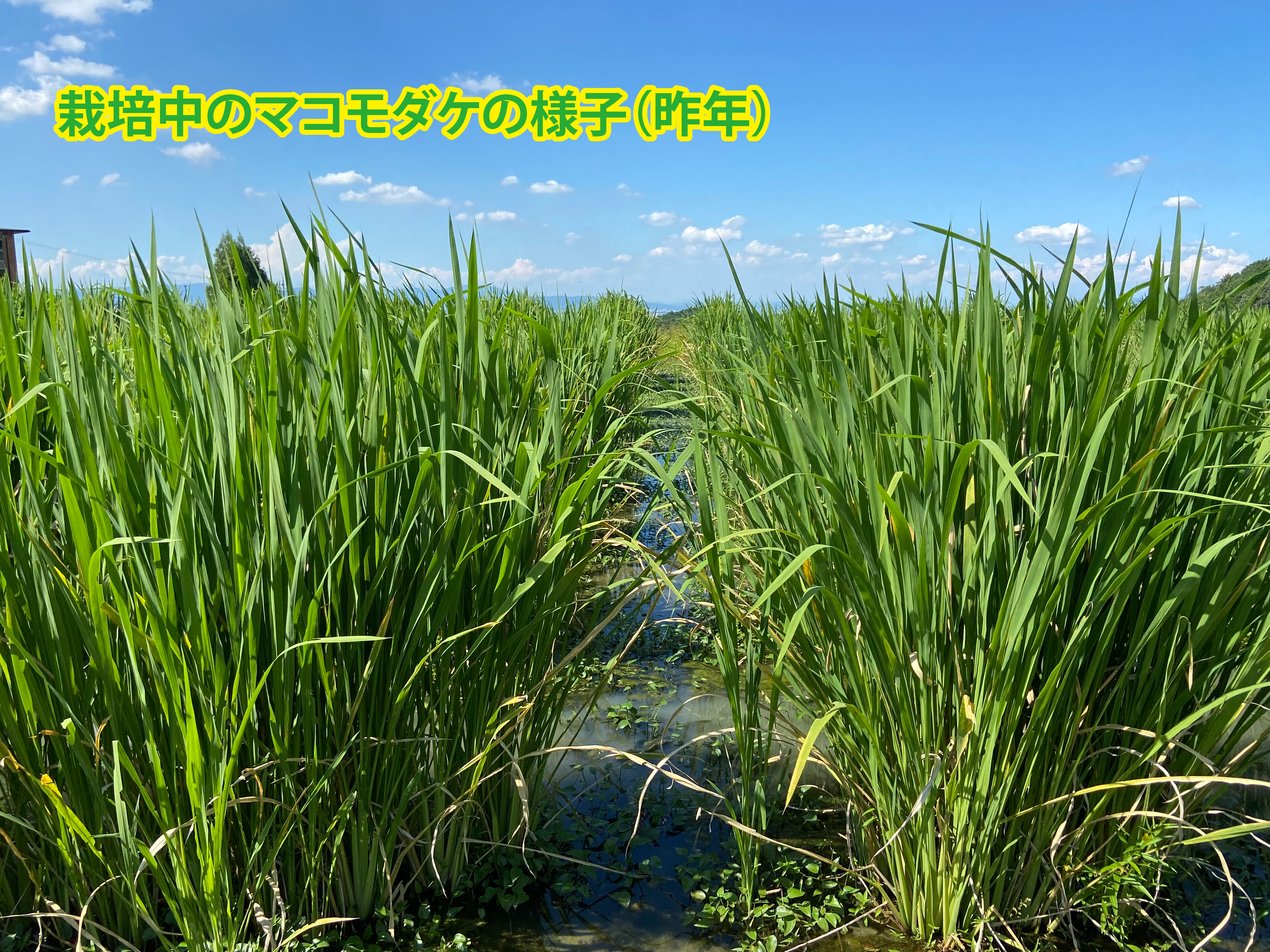 奈良県産・マコモダケの苗（農薬不使用・化学肥料不使用