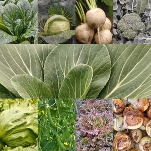 朝採り！無農薬無化学肥料　信州伊那谷★旬の野菜セット