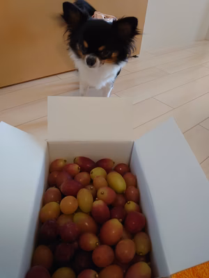 みんなの投稿の画像