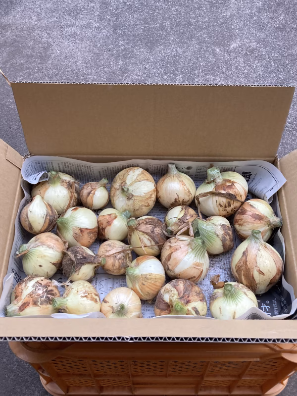 鹿児島県垂水産新玉ねぎ　桜島の大自然 無農薬有機肥料 除草剤不使用