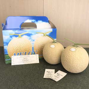 贈答用メロン2玉　☆糖度14度以上☆静岡県産☆化粧箱入り☆
