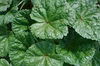 少し訳アリ野菜ボックス Mサイズ