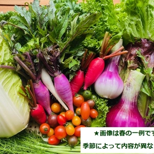 【Ｍ８0サイズ】たてやまかおり菜園『初夏のカラフル野菜セット8~9品目』
