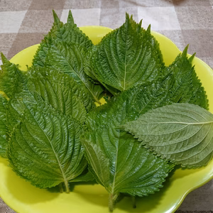 朝採れ! シャキシャキの食感。美味しい 新鮮「えごま」の葉(50枚)