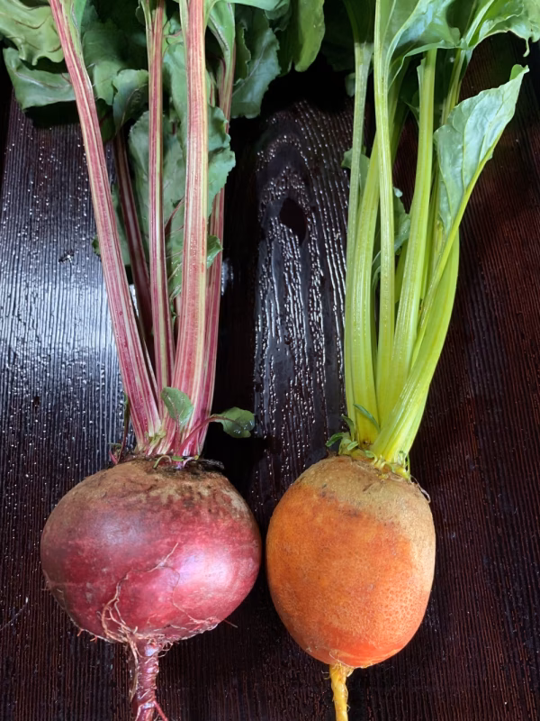 【有機JAS】【無農薬】食べたことある⁉︎ビーツ 色違いお試し2個セット