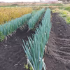 長ネギ（青森県十和田市）