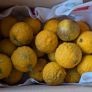 ★訳有★【旬の香り】小ぶりで贅沢「花柚子（はなゆず）」