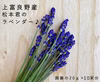 【上富良野産】ラベンダーの生花【200ｇ】インテリアやドライフラワー・ポプリに♪
