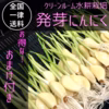 お得なおまけつき！ 発芽にんにく　30本+5本セット
