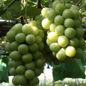 レア‼️大粒『シャインマスカット』 1kg 