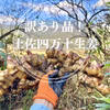 訳あり品！土佐四万十生姜