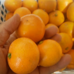 広島産 いしじミカン小玉 10kg