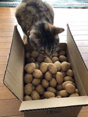 みんなの投稿の画像