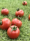 ★500g×6袋❗️3kg詰め　かねこのトマト農園
