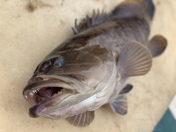 【松島産】天然クエ（約2.7kg）