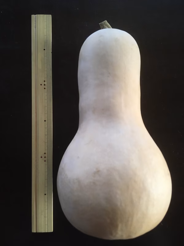 バターナッツ かぼちゃ