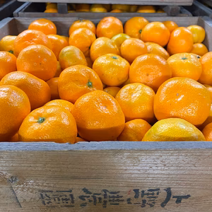 和歌山下津産　蔵出し温州みかん
