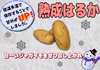 あまーいポテト⁉︎熟成ジャガイモ【はるか】Lサイズ