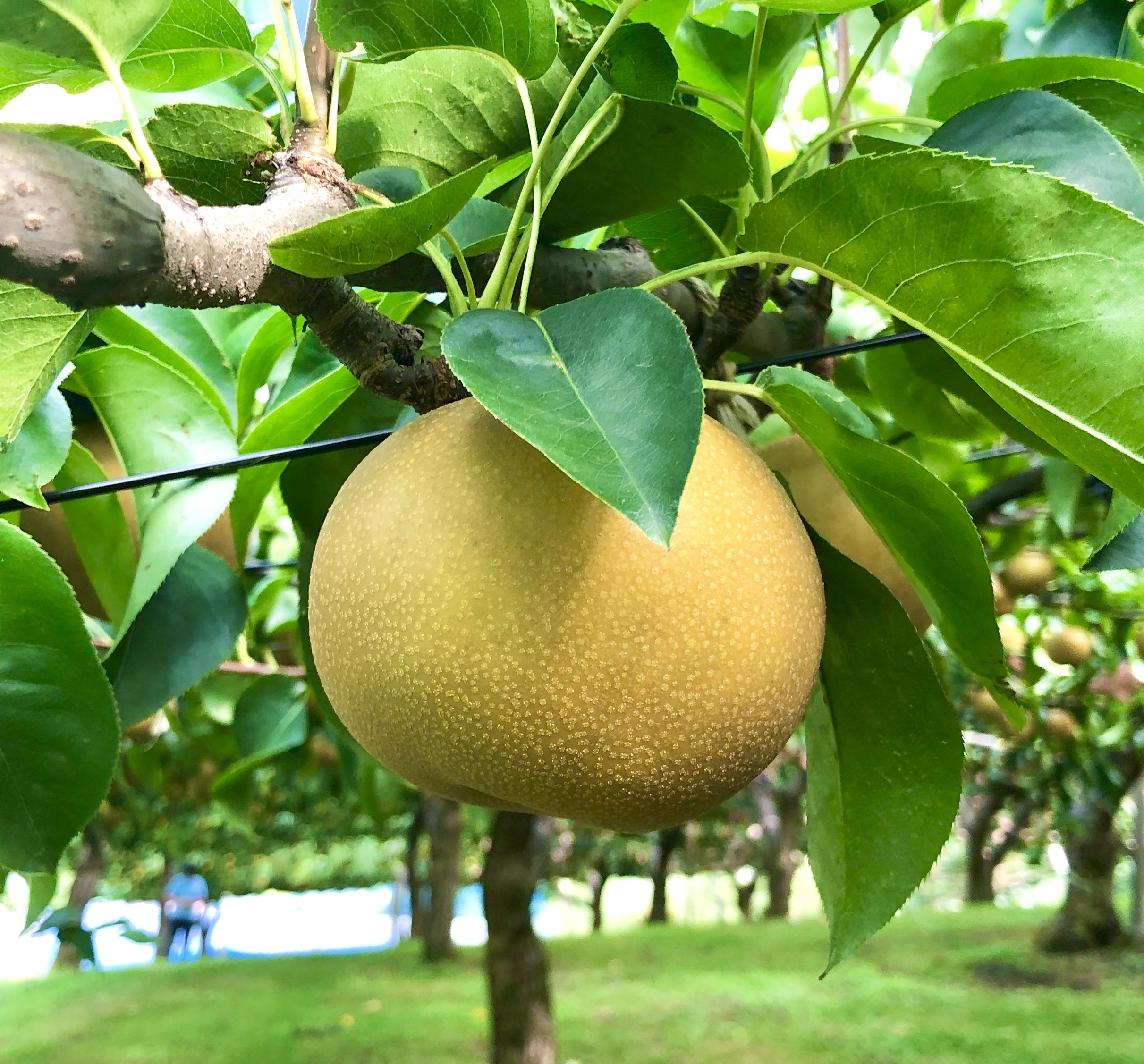 幸水の産直通販・お取り寄せ商品｜ポケットマルシェ｜産地直送で旬の
