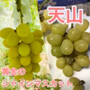 半額セール！　黄色シャインマスカット＆天山　家庭用　１キロから　長野県産