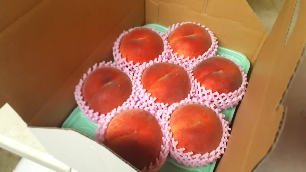 A-2「贈答用2㎏」新潟県桃果実品評会3位のオヤジが作る甘い初夏の味覚