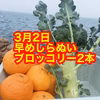 1時間限定漁師のゲリラ箱不知火ブロッッコリ　商品は説明読んで！常温冷蔵