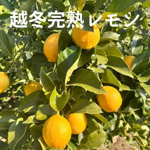 越冬完熟レモン　瀬戸内産国産レモン 訳なし L・Mサイズ 【2㎏・5㎏・10㎏】