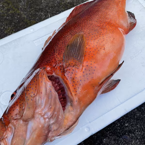 【魚突き】動画あり　傷あり　スジアラ（アカジン）3.7kg 鱗、内臓処理済