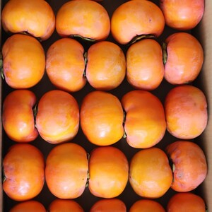大の果物好きが作るこだわりの柿【得用】樹上完熟富有柿6.5kg箱