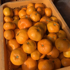 きずがあるだけ味は美味しい温州みかん（5Kg）大小混合サイズ