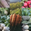 無農薬無化学肥料 信州伊那谷★旬の野菜セット 12/22発送