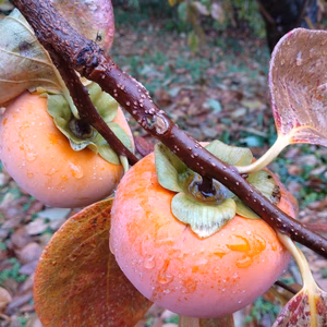 市田柿の産地から、爽やかな甘さの富有柿、残りわずか