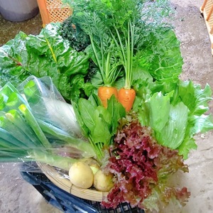 日常使用する野菜を中心とした季節の野菜セットとフリルケール1キロ