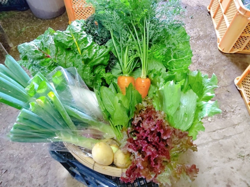 日常使用する野菜を中心とした季節の野菜セット こむぎ屋工房 恭農園 農家漁師直送のポケットマルシェ