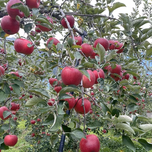 シナノホッペ　家庭用　秀品　5キロ