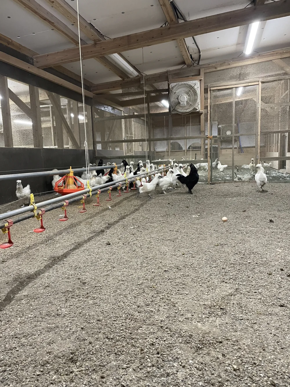 のびのび平飼い　烏骨鶏のたまご