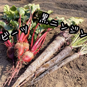 野菜の詰め合わせセット❗️（農カード付き）