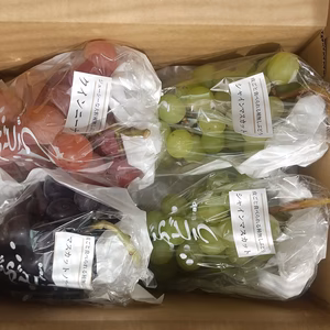 ご家庭用（訳あり品）季節のぶどう食べ比べ応援ありがとうボックス2kg入り
