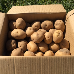 じゃがいも男爵